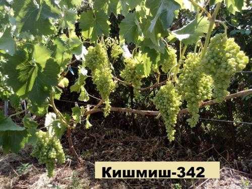 Виноград кишмиш 342 - описание сорта, фото, отзывы