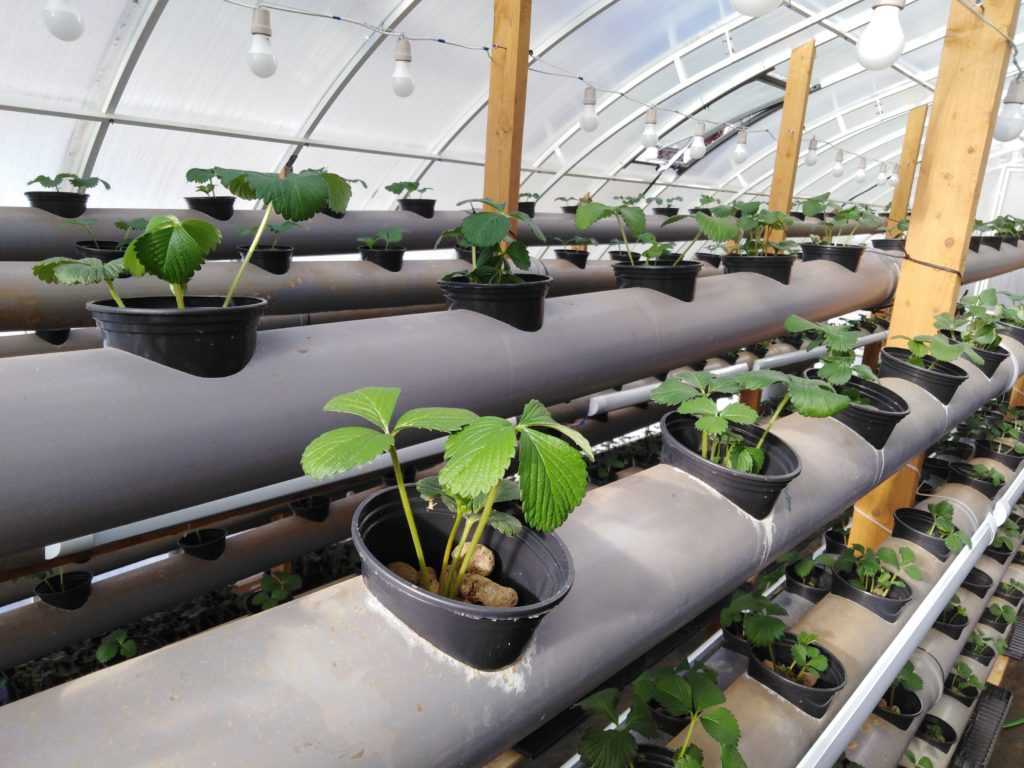 Выращивание клубники по голландской технологии