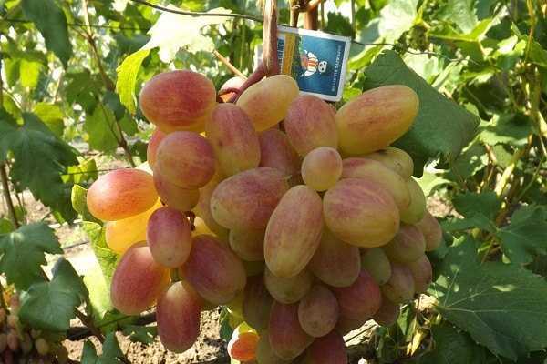Виноград сенсация: описание сорта