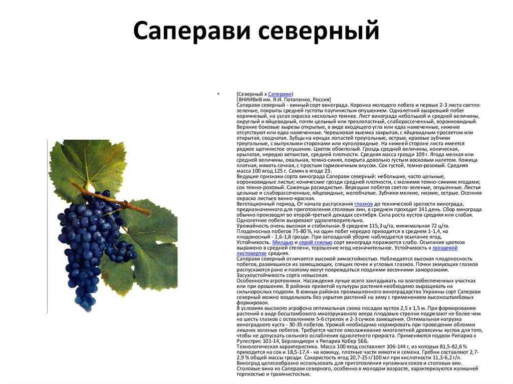 Виноград саперави - описание сорта, особенности