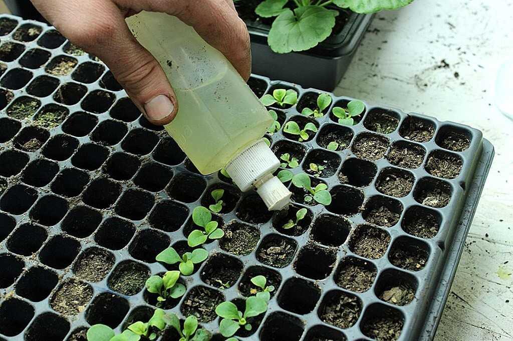 Физалис - выращивание из семян в домашних условиях