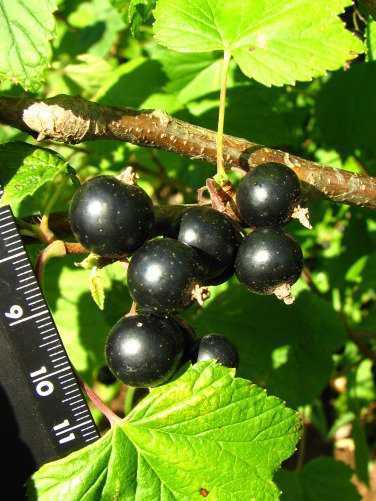 Сорта черной смородины, в том числе крупноплодной, а также какие лучше выбрать для выращивания в подмосковье, украине, беларуси, сибири, черноземье и в других регионах