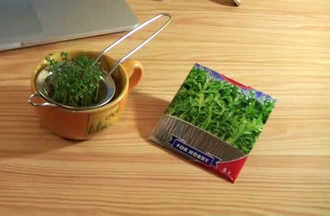 Как вырастить кресс-салат на подоконнике. выращивание кресс-салата в домашних условиях