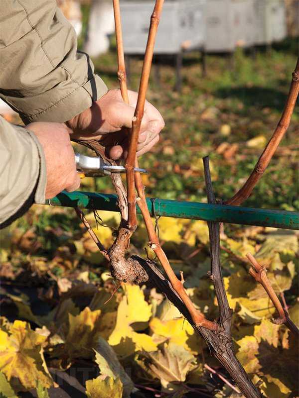 Уход за виноградом осенью: посадка, обрезка, обработка, удобрение, укрытие, подготовка к зиме