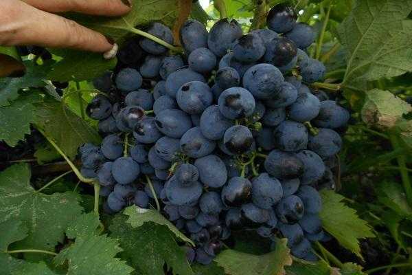 Виноград сфинкс: описание сорта с характеристикой и отзывами, особенности посадки и выращивания, фото
