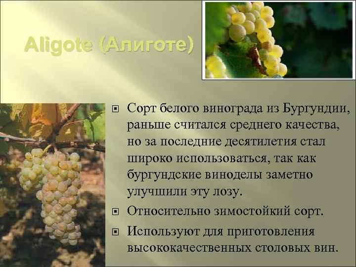 Долгожданный — сорт винограда, соответствующий своему названию
