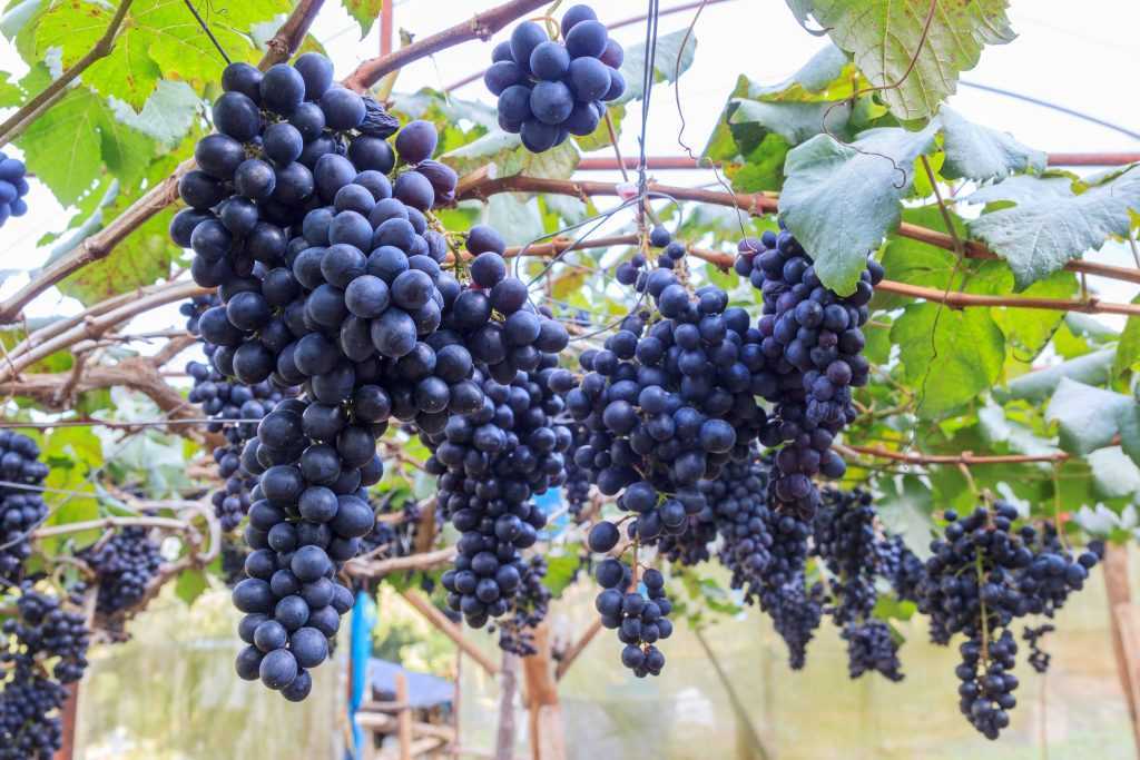 Виноград забава: описание и характеристики сорта, история селекции и выращивание