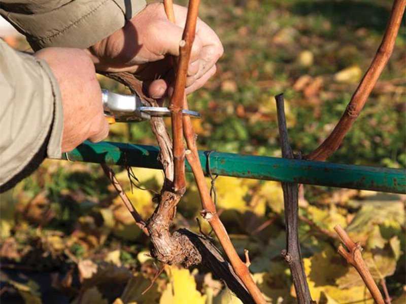 Уход за виноградом осенью. Как подкармливать, защитить от вредителей.
