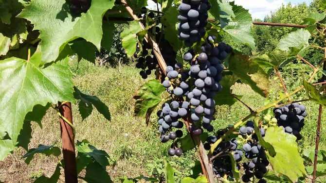 Описание и характеристики сорта винограда альфа, тонкости выращивания