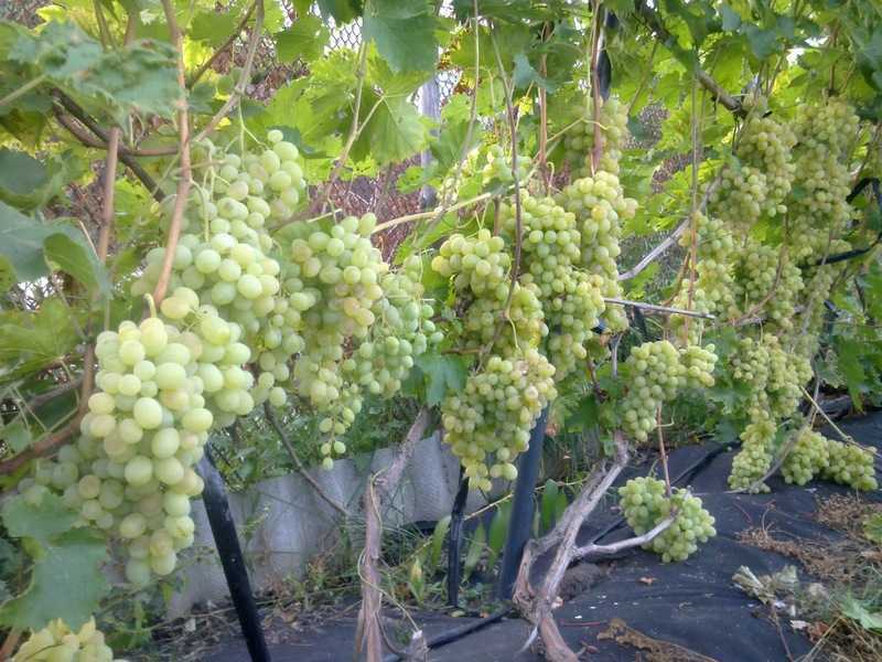 Виноград валек: описание сорта, фото
