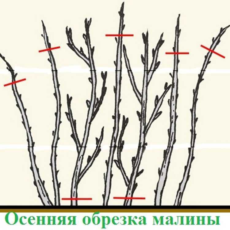 Смородина золотистая выращивание и уход, а также описание сортов с характеристикой и отзывами, в том числе для подмосковья