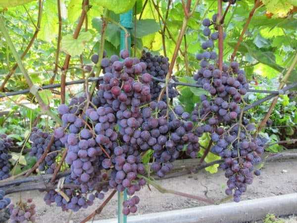 Виноград "лидия": описание сорта, фото, отзывы