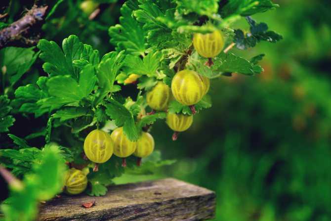 Крыжовник английский жёлтый — янтарная сладость в любимом саду