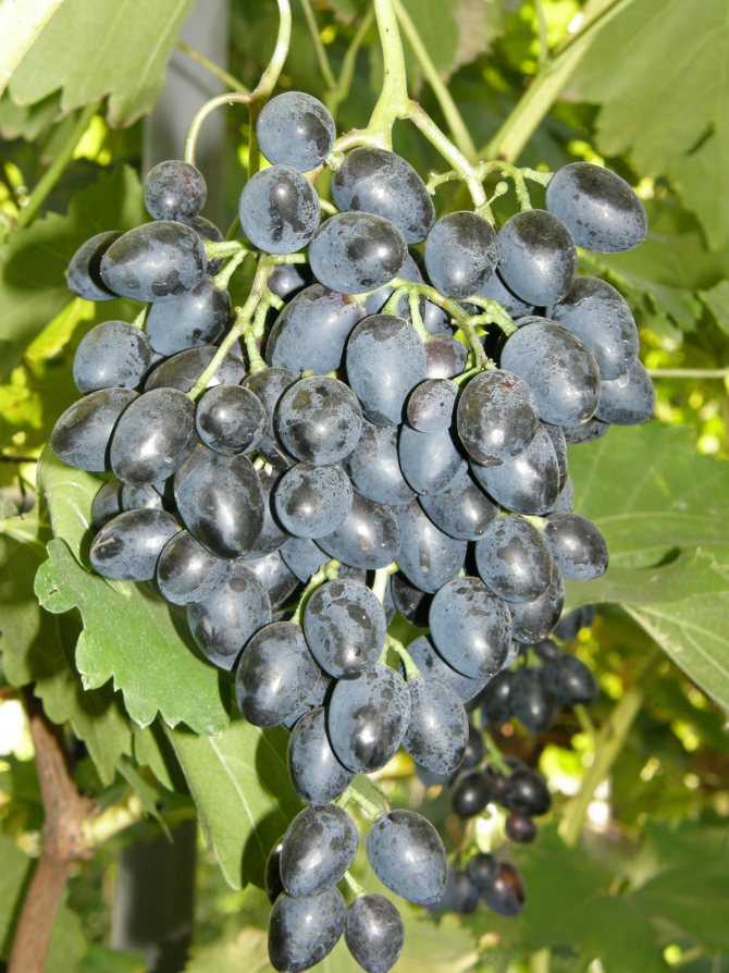 Подробное описание сорта винограда надежда азос