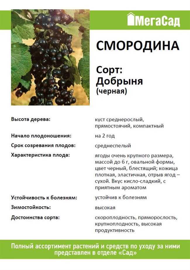 Смородина орловская серенада: выращивание, описание, отзывы