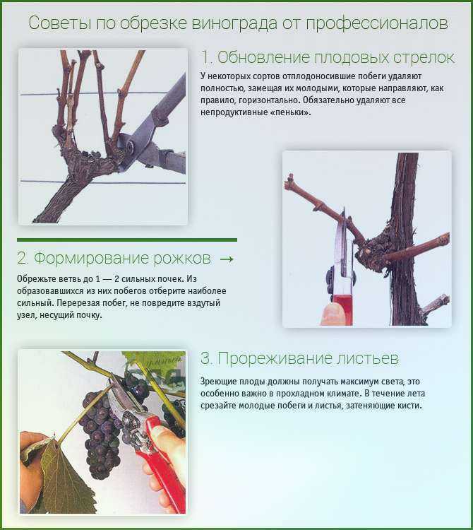Обрезка винограда для начинающих советы и фото на supersadovnik.ru