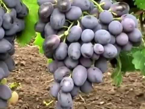 Виноград фурор: описание сорта и выращивание, плюсы и минусы вида с фото