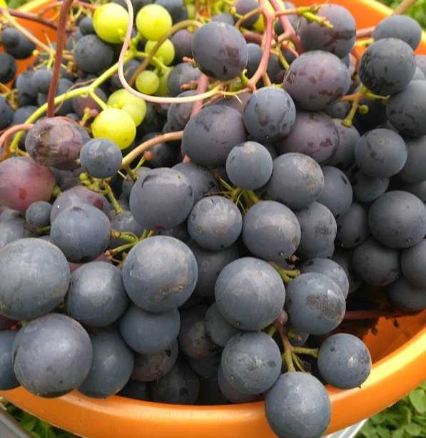 Виноград загадка шарова: описание и отзывы