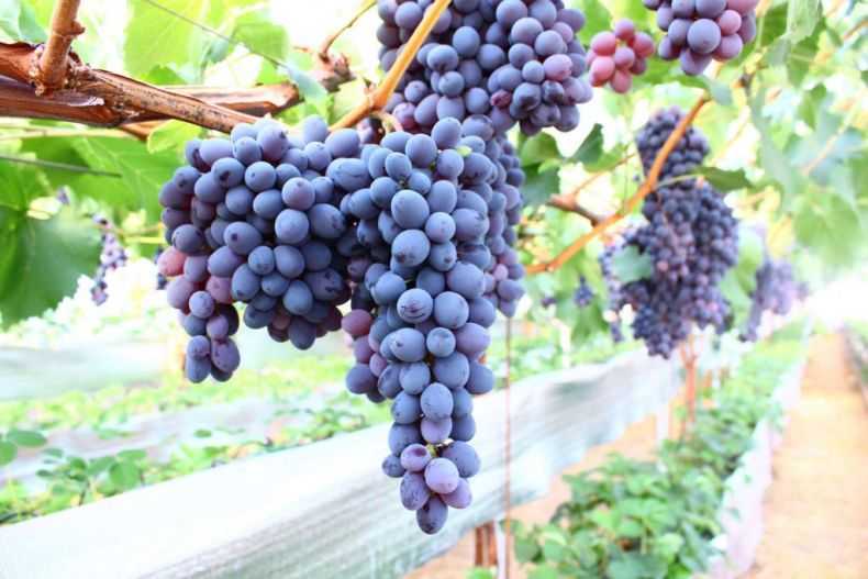 Ркацители или «красная лоза» — лидирующий белый виноград