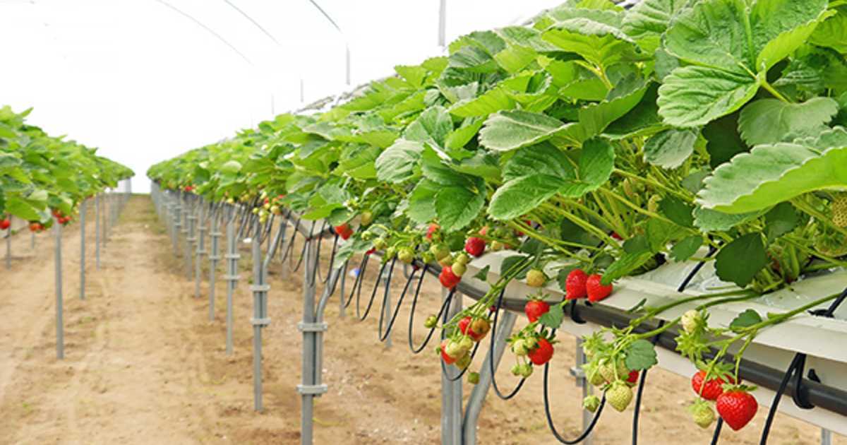 Выращивание и уход за садовой клубникой: как правильно вырастить на даче, способы выращивания