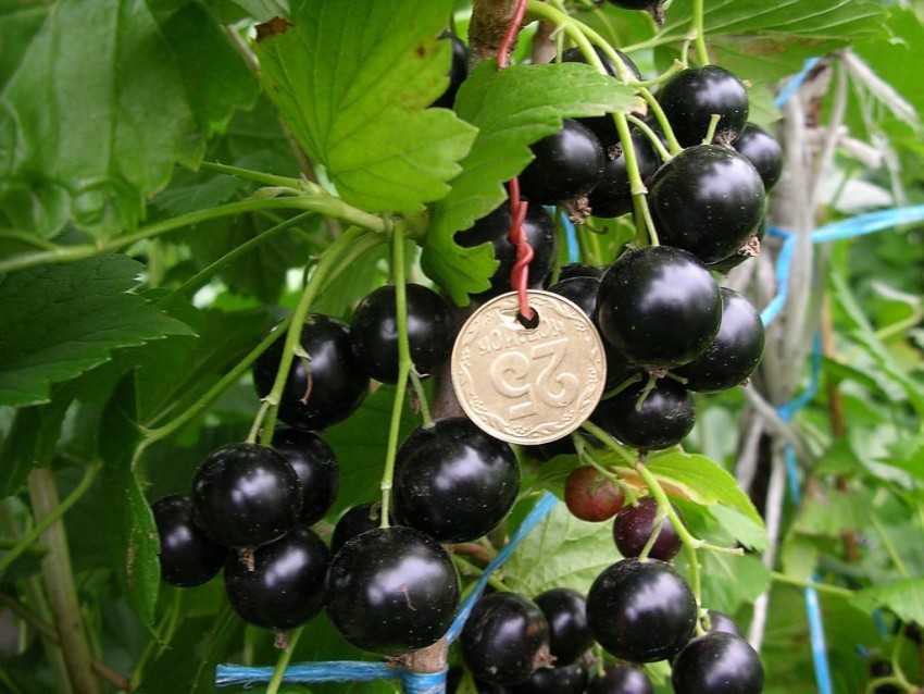 Черная смородина Шадриха: урожайность, вкусовые качества, сроки созревания, достоинства и недостатки сорта. Правила посадки и ухода.