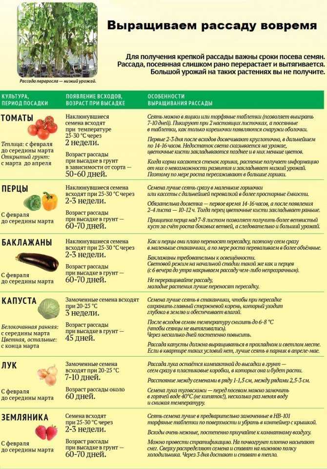 8 самых прибыльных растений для выращивания в 2021 году на supersadovnik.ru
