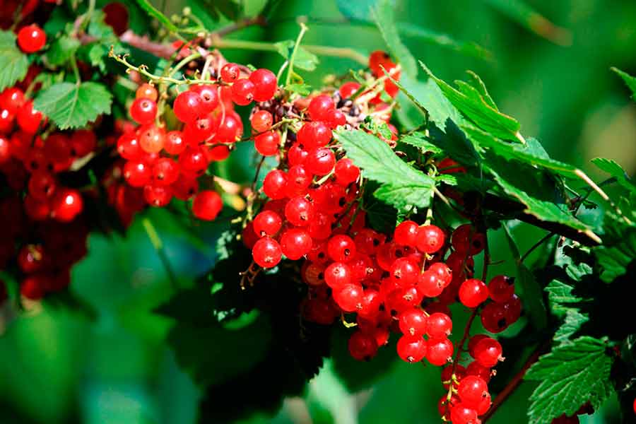 Смородина белая - фото и описание полезных свойств, рецепты приготовления этой ягоды