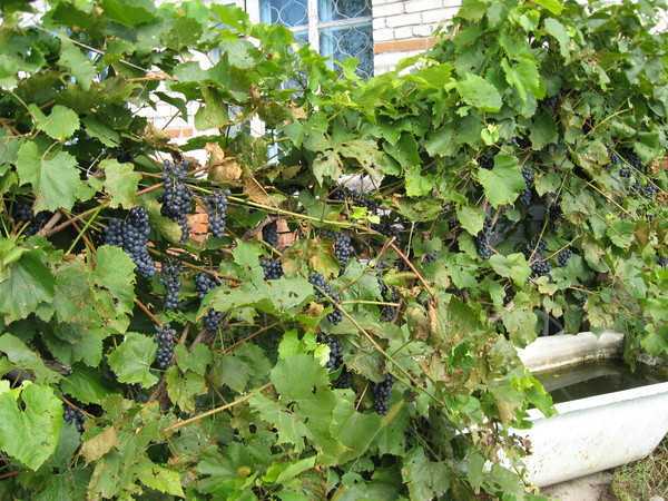 Посадка и уход за виноградом амурский прорыв – описание культуры с фото