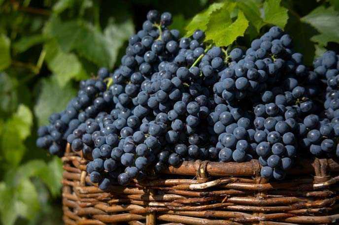 Русский фиолетовый — виноград