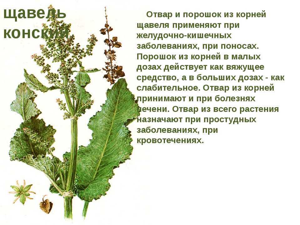 Конский щавель: лечебные свойства и противопоказания травы
