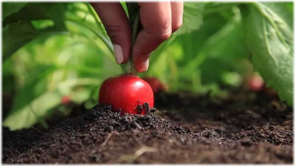 Как вырастить шпинат: посев и уход за растением, условия для хорошего роста