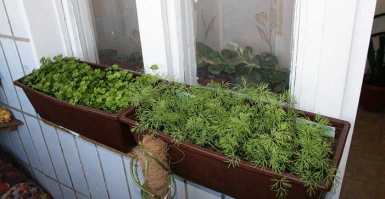 Салат: выращивание на подоконнике и на огороде