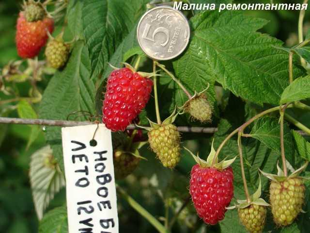 Сорт малины бабье лето: описание, уход и выращивание