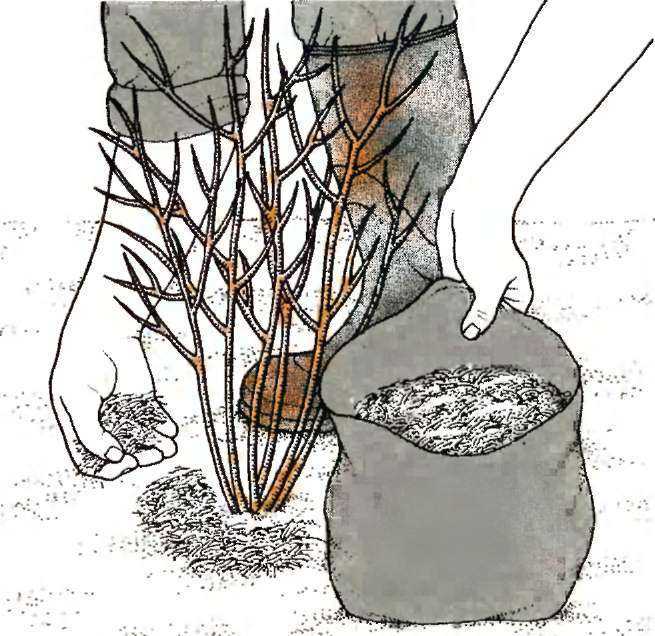 Как подкислить почву для гортензии — способы и пропорции