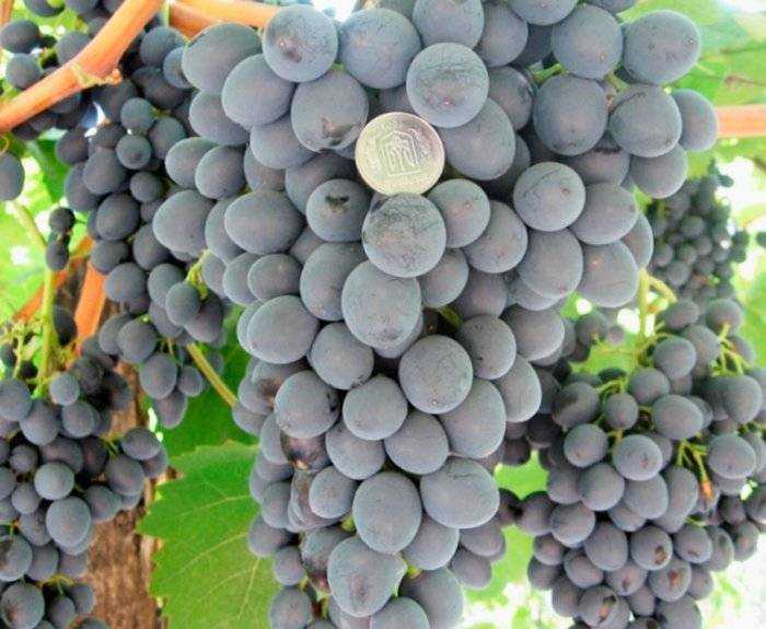 Виноград кубань, описание сорта