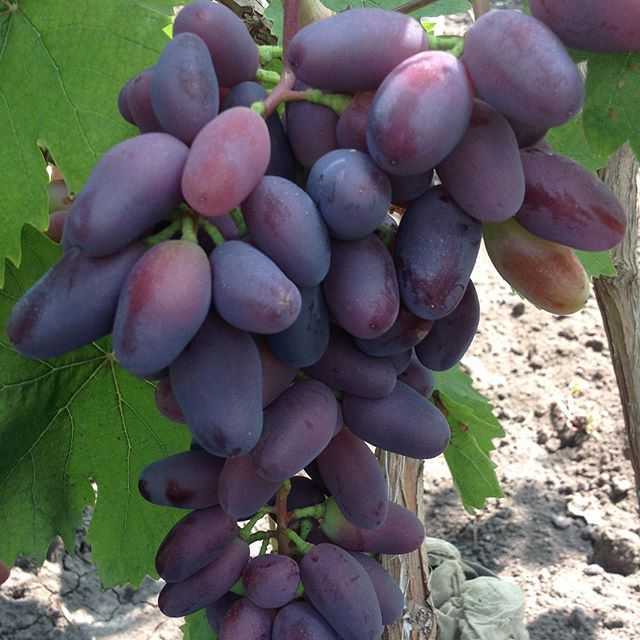 Описание винограда «байконур»: характеристика сорта, особенности внешнего вида, обзор отзывов