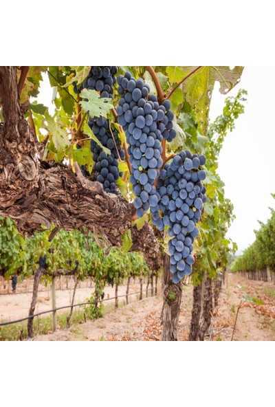 Сорт винограда саперави: описание и характеристика, выращивание и уход