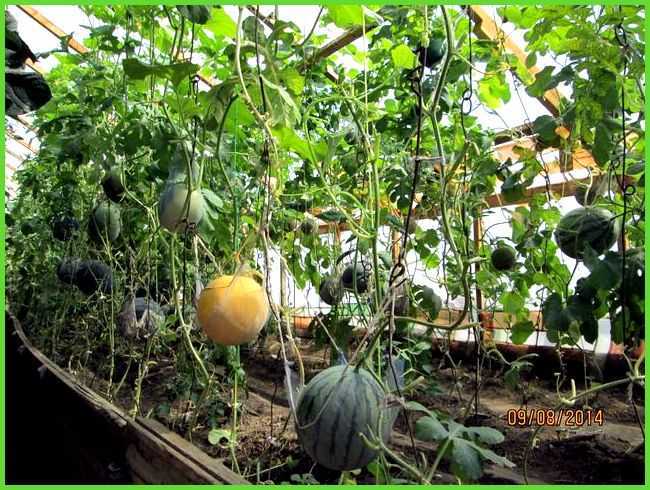 Арбузы и дыни в сибири: критерии выбора сорта, особенности выращивания в открытом грунте, теплице, отзывы, видео, фото