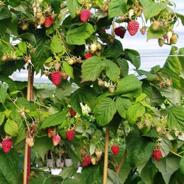 Алтайская малина: отзывы и описание вкусной крупноплодной многокостянки с фото, особенности выращивания и ухода за десертным сортом