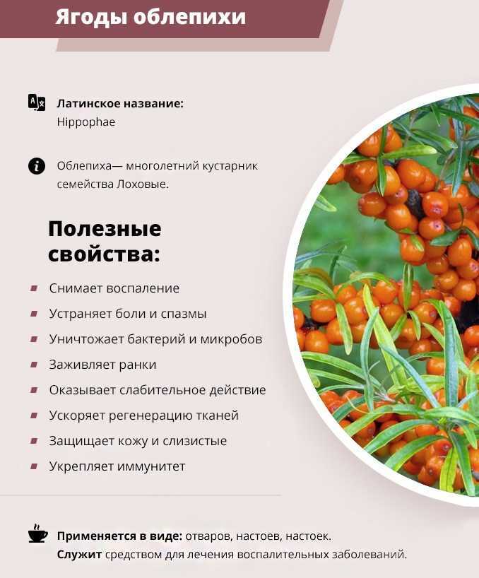 Облепиха: полезные свойства и простые рецепты на supersadovnik.ru
