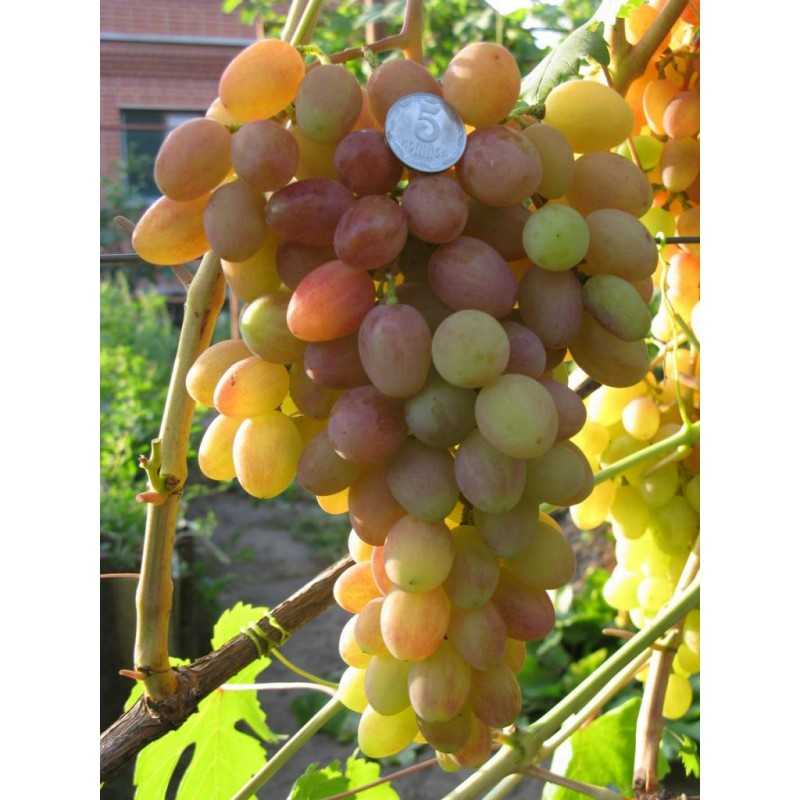 Виноград румба: описание и фото + важные правила выращивания