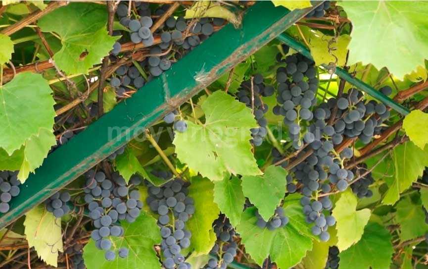 Обработка винограда от болезней и вредителей - vinograd-loza