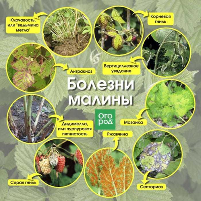 Болезни и вредители многолетних растений на supersadovnik.ru