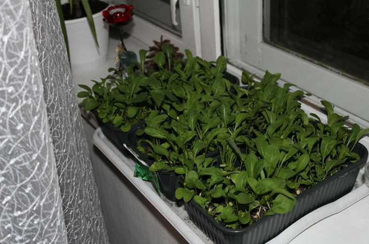Как вырастить салат на подоконнике из семян