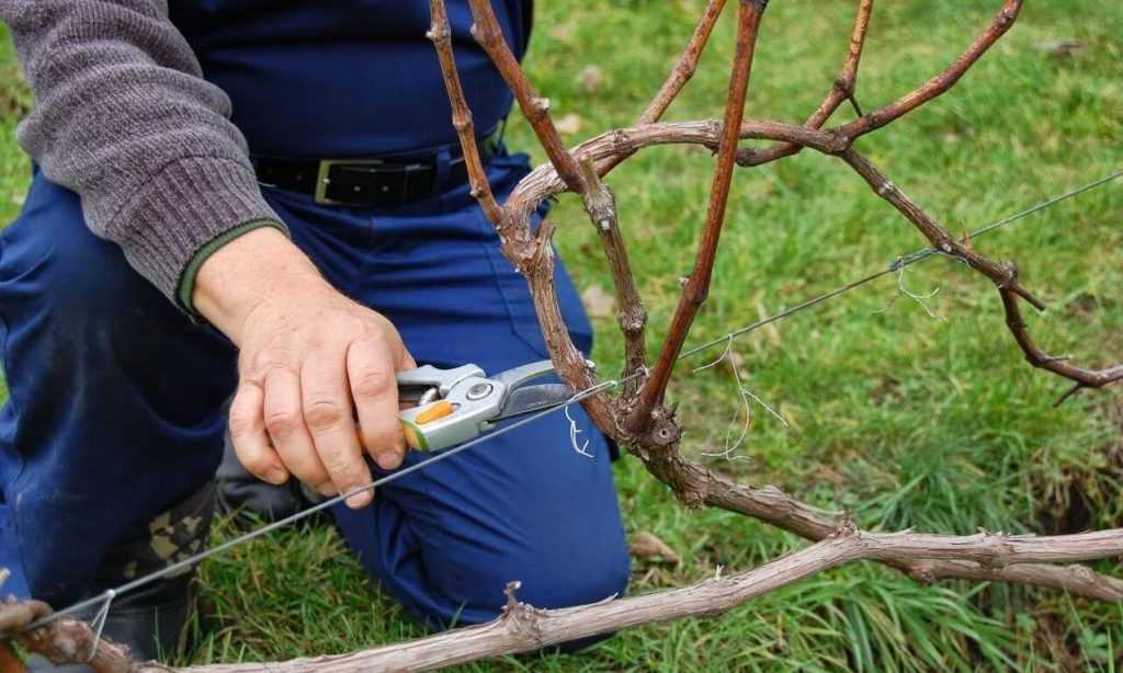 Обрезка винограда весной или путь к богатому урожаю