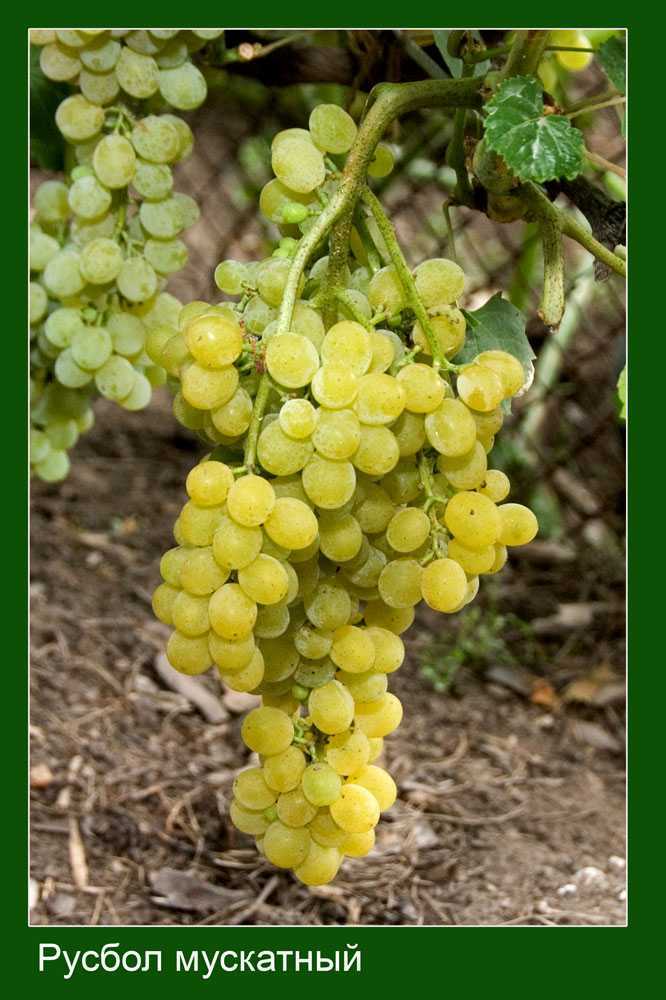 Виноград Русбол, Русбол улучшенный: описание сорта, фото, отзывы виноградарей. Рекомендации по выращиванию, обрезке, укрытии на зиму.