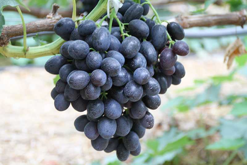 Саперави — ценнейший сорт винограда для изготовления грузинского вина
