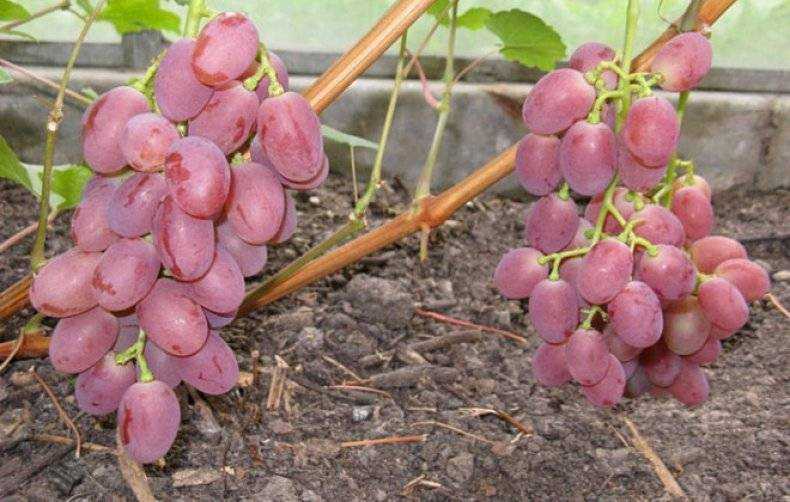 ᐉ как получить урожай винограда в год посадки - roza-zanoza.ru