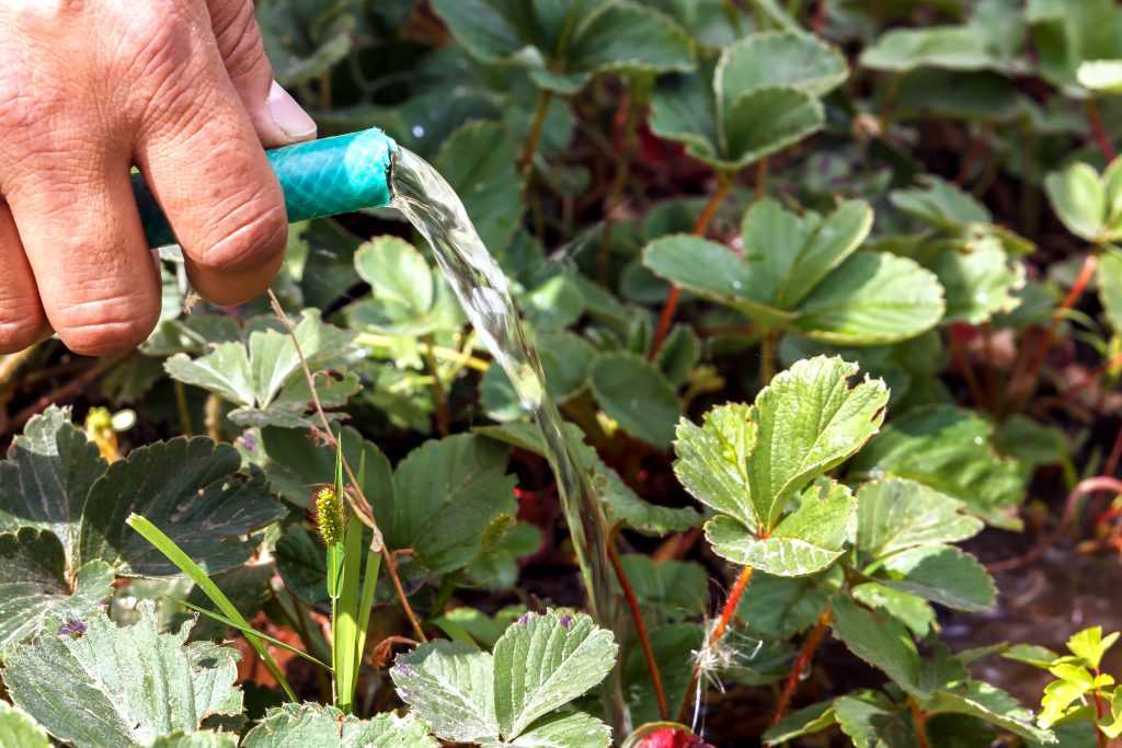 Как поливать клубнику и землянику во время цветения для хорошего урожая