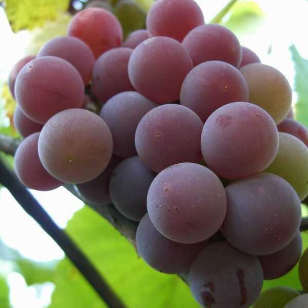 Приключения лидии: история и описание популярнейшего в народе сорта винограда